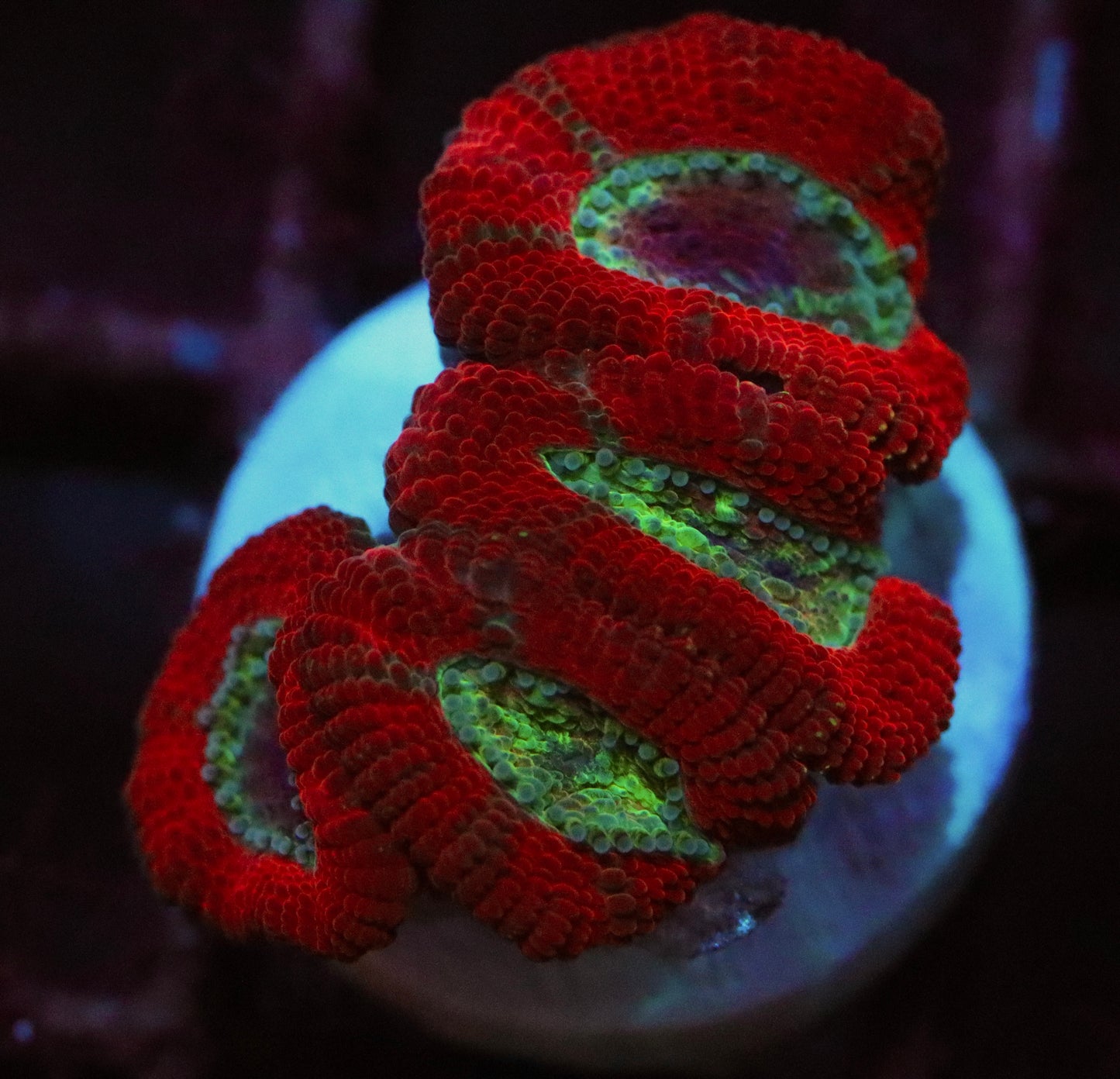 ruby red micromussa