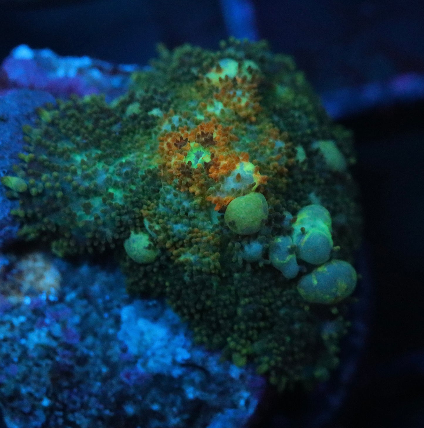 TCK PowerBall Bounce Mushroom