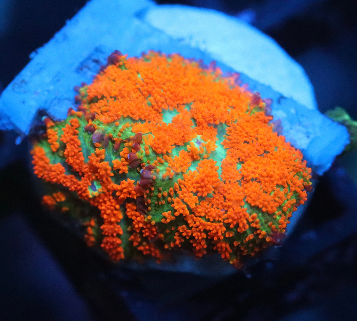 Forest Fire Mushroom