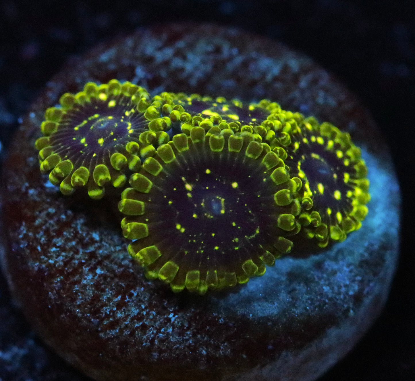 EXOSPHERE ZOA