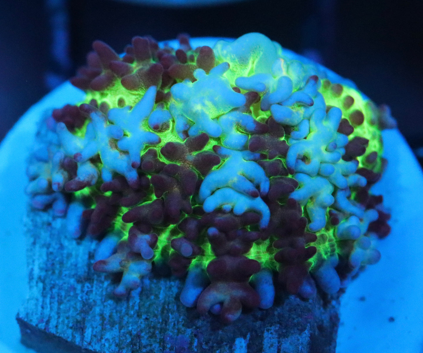 ERA Flash Bounce Mushroom