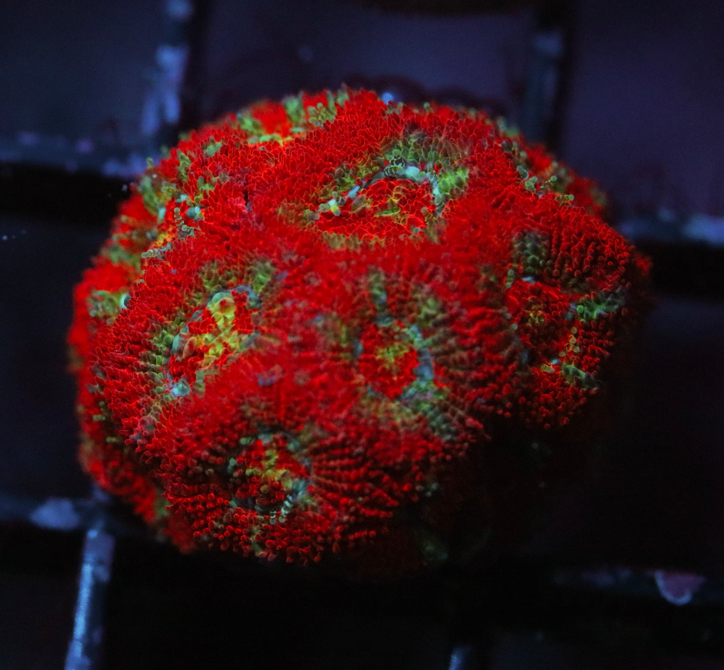 red micromussa colony