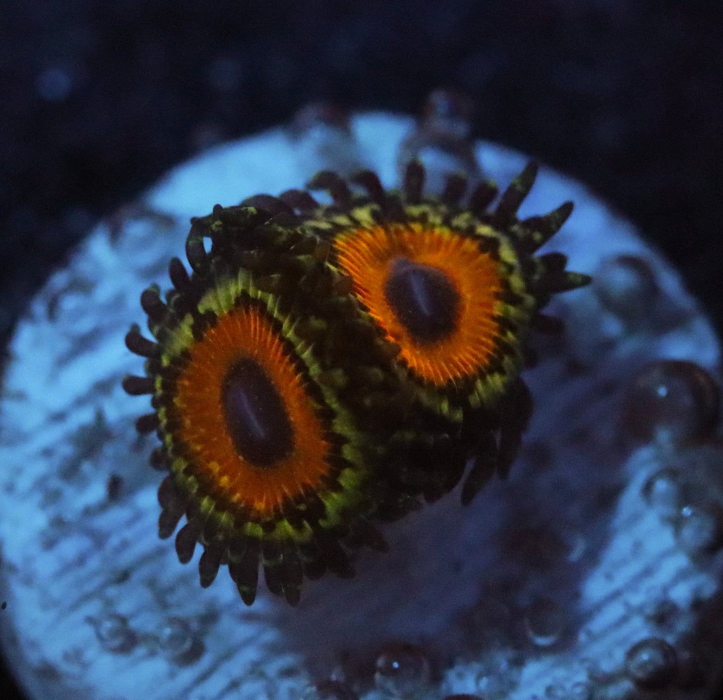 THE GODBEAST ZOA