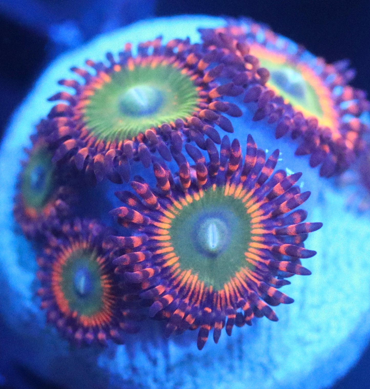 bowser zoa
