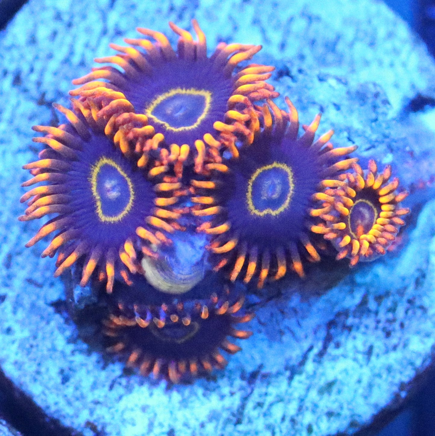 rainbow hornet zoa