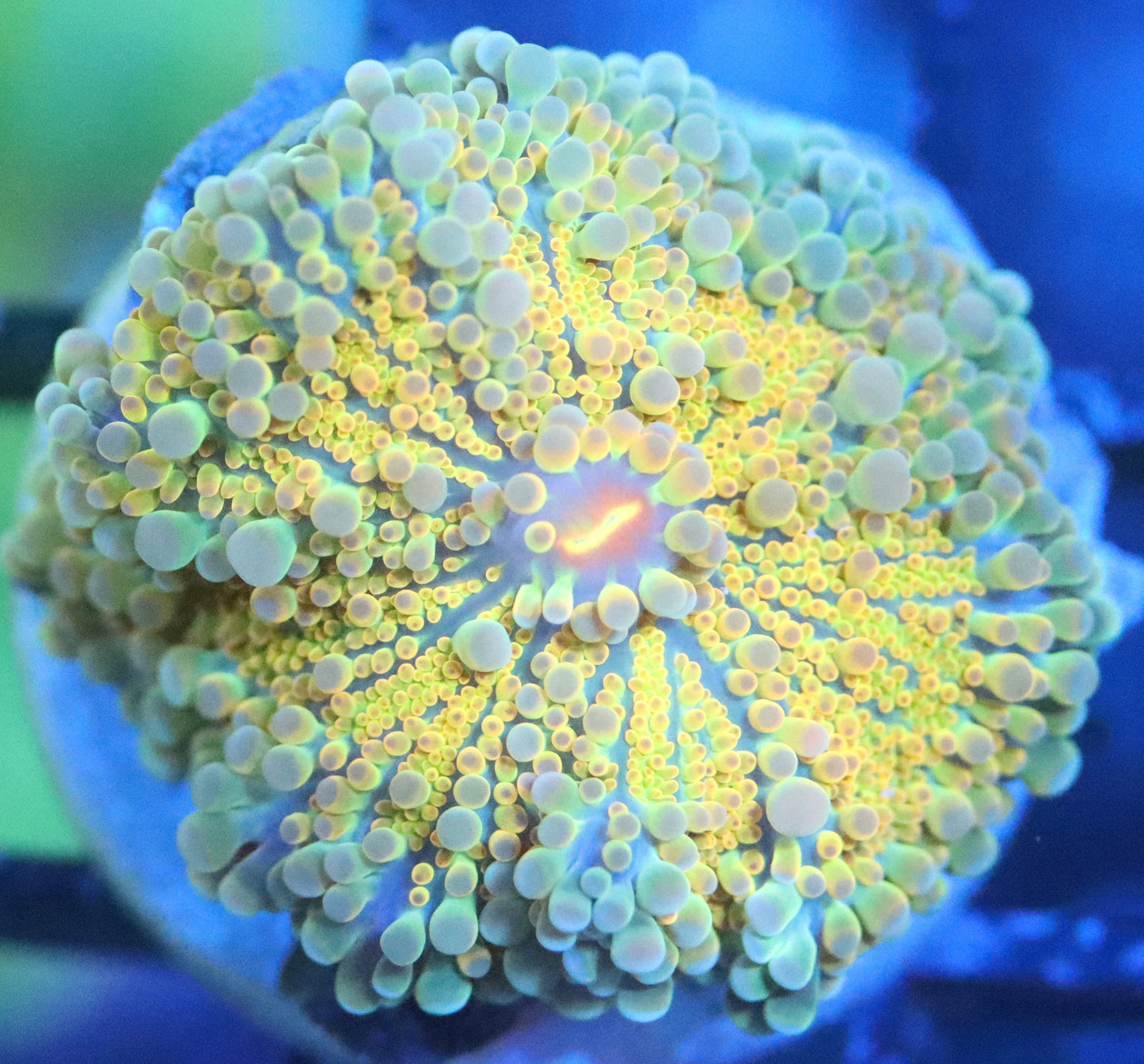 Golden Ray Yuma Mushroom