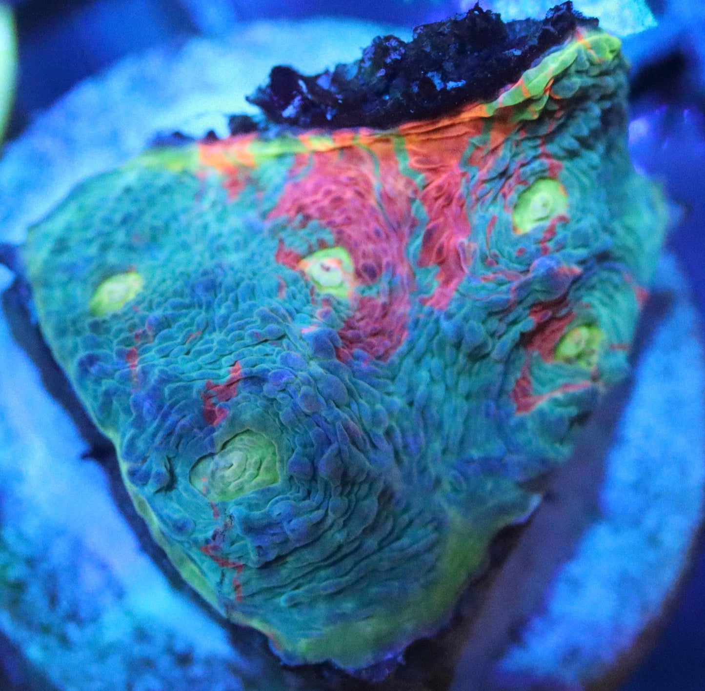 Dynamite Rainbow Chalice