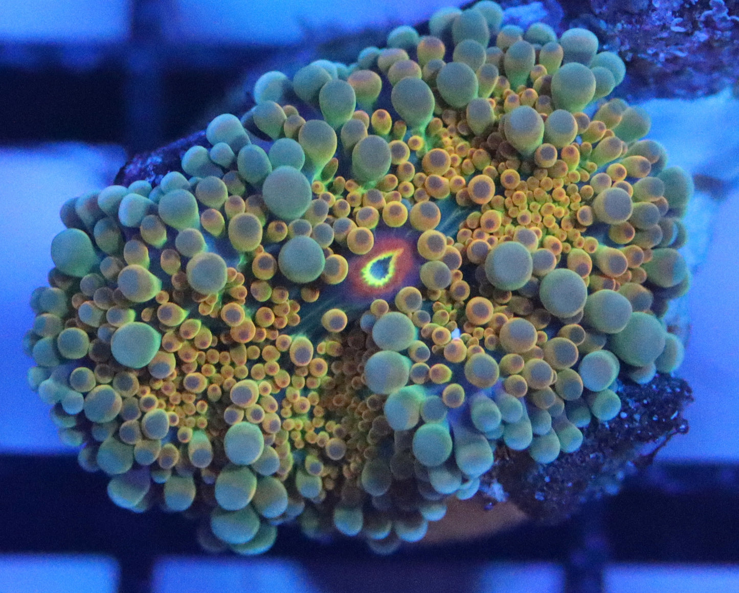 Golden Ray Yuma Mushroom