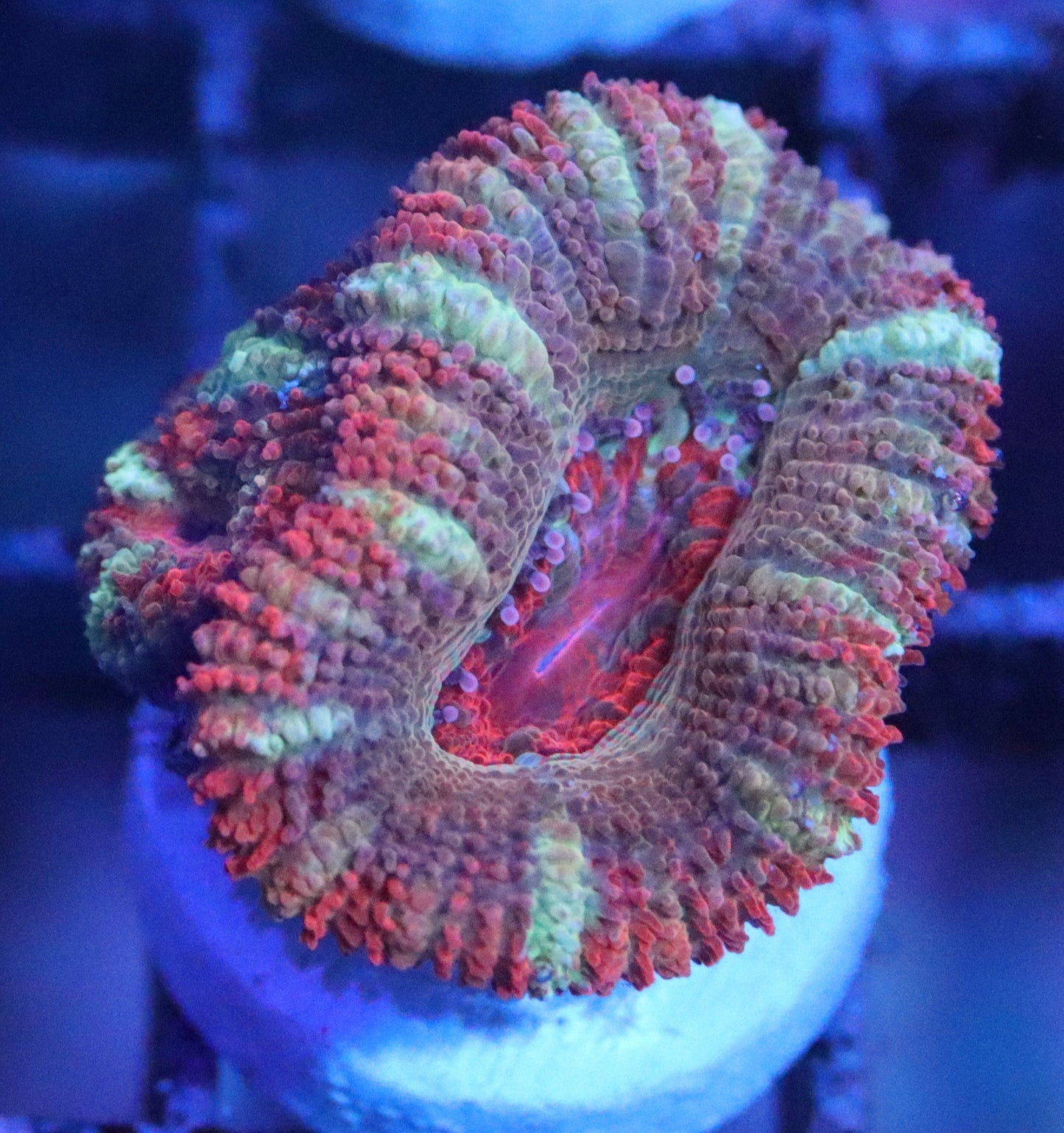 Red Panda Asian Acan