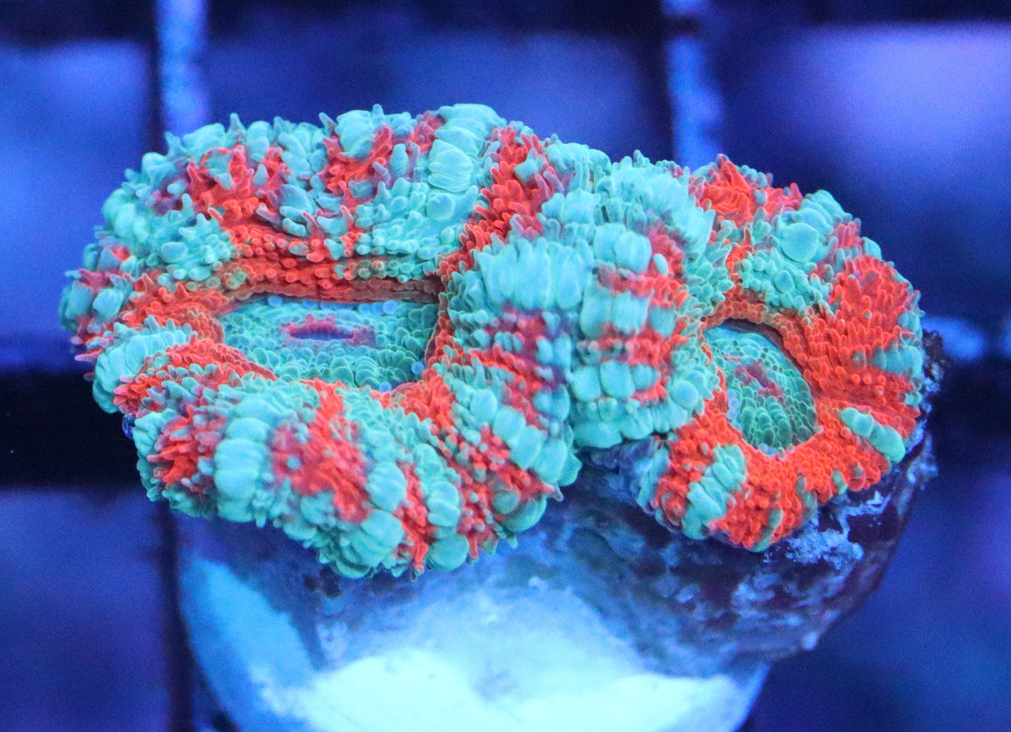 rainbow acan lord