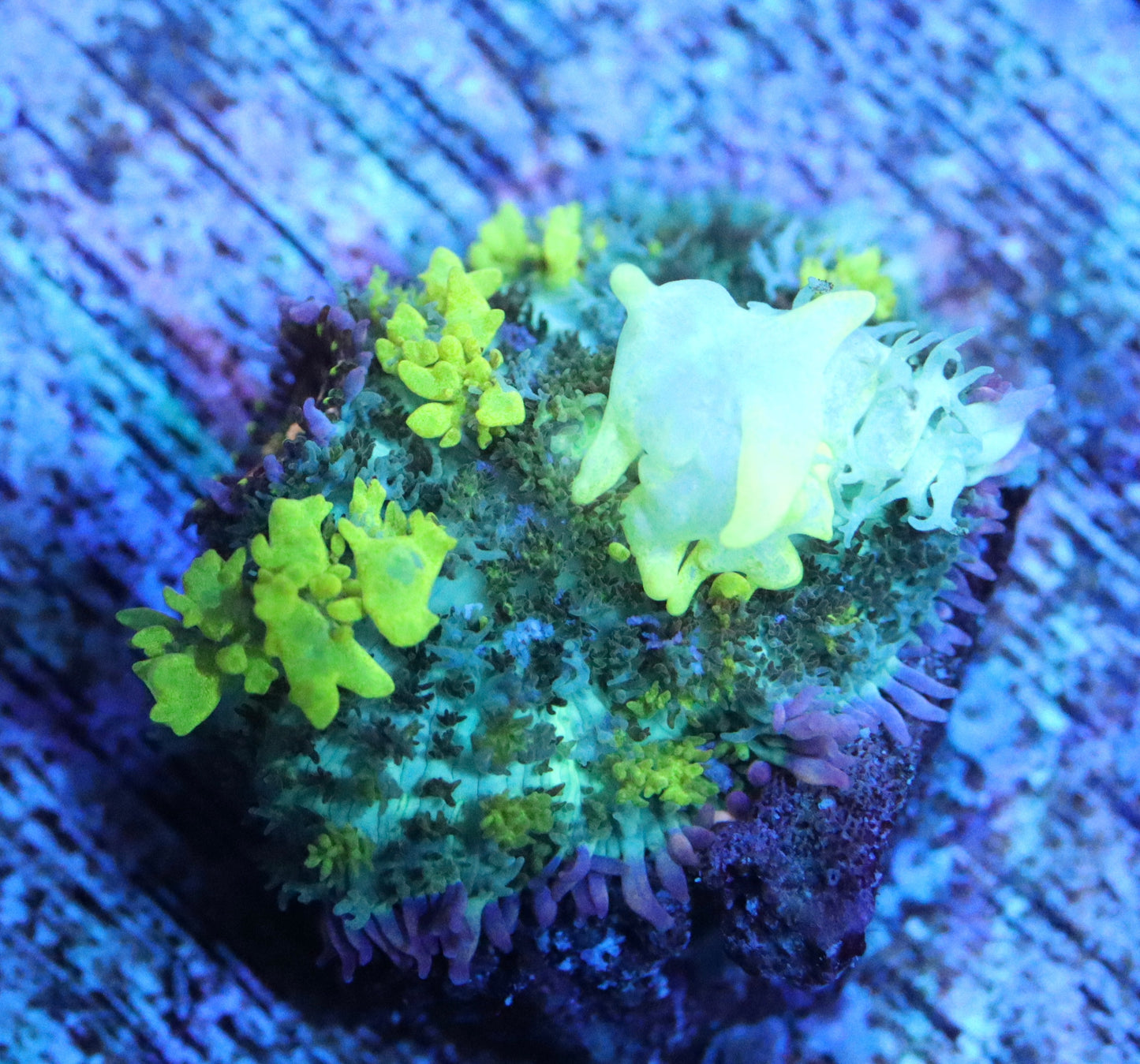 melon green bounce mushroom