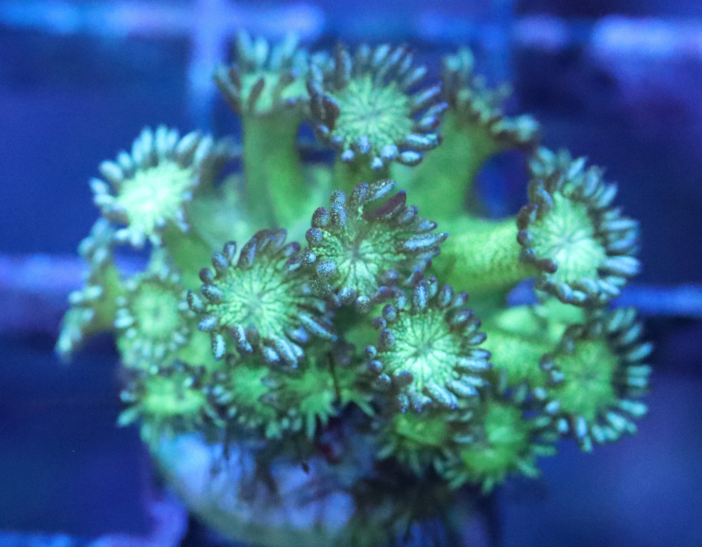 Green Glitter Goniopora