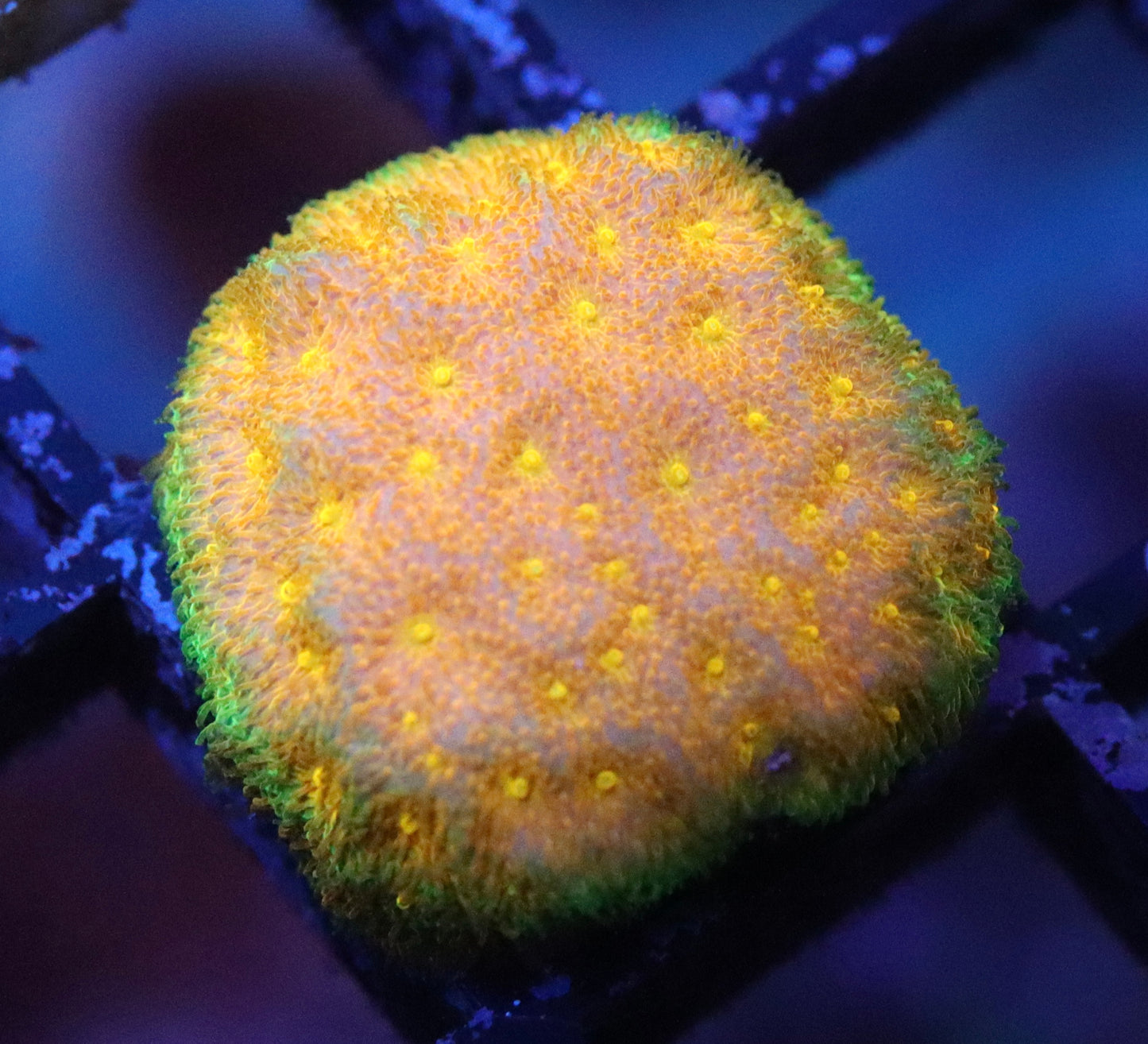 watermelon psammocora