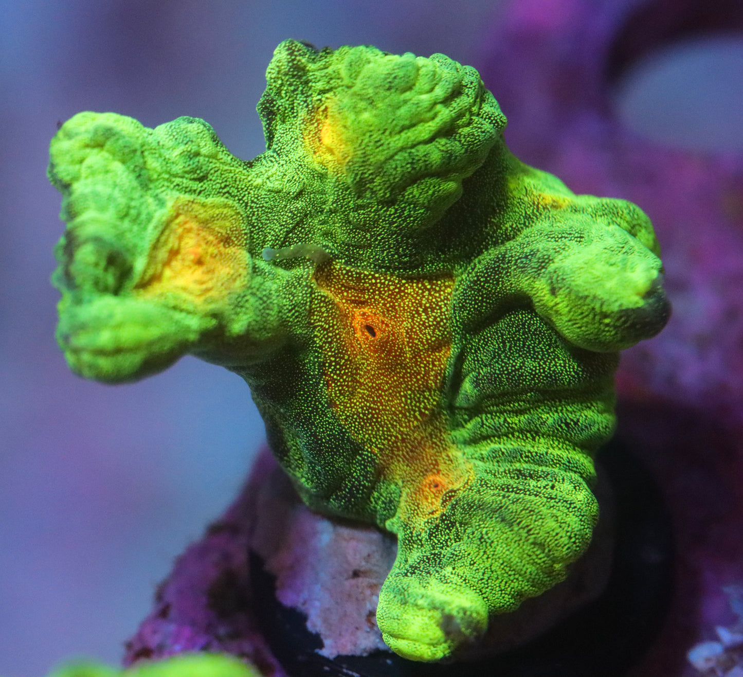 Space Invader Pectinia