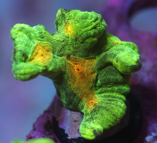 Space Invader Pectinia