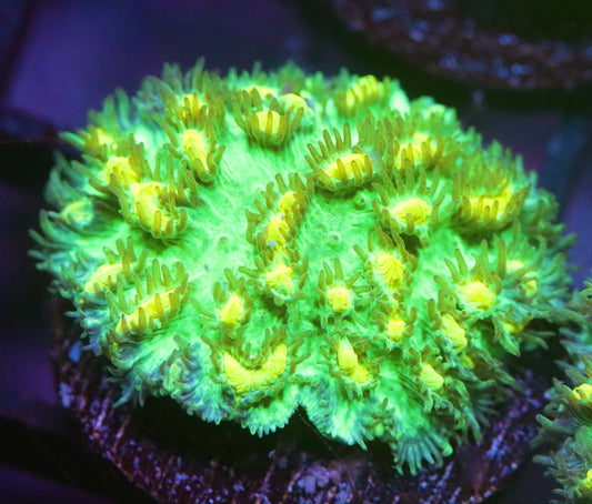 JF Fox Limelight Hydnophora