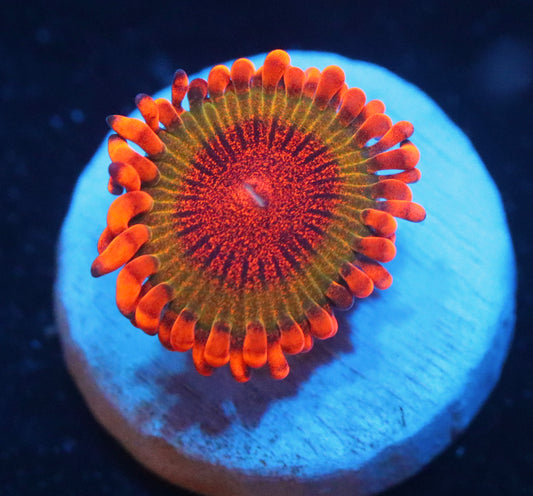 Speckled Krak Zoa