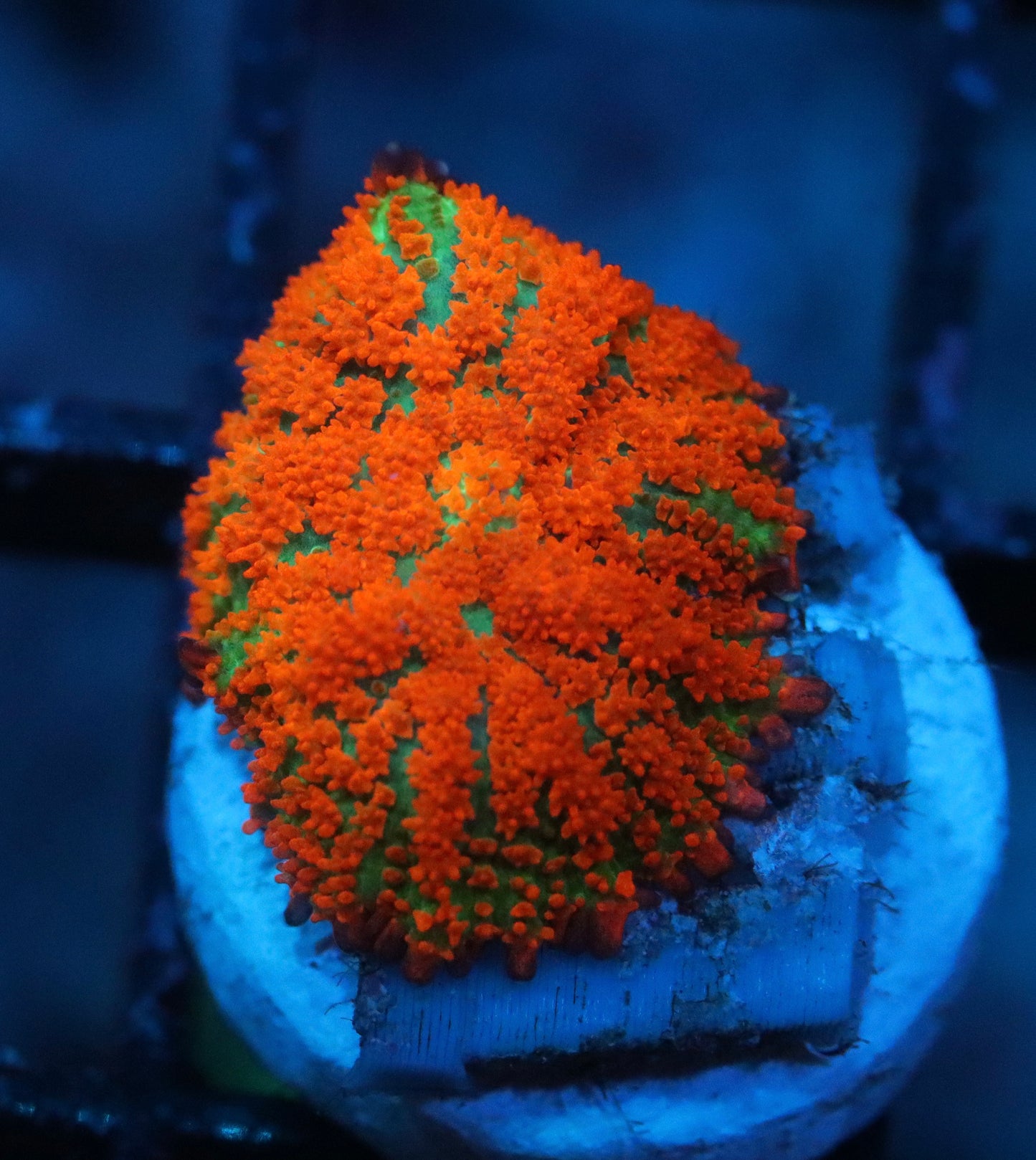 Forest Fire Mushroom