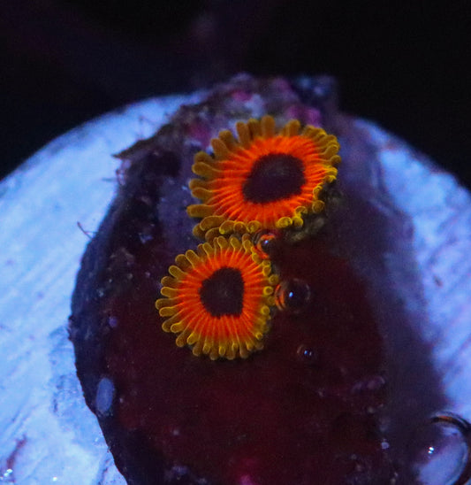 Great owl Zoa