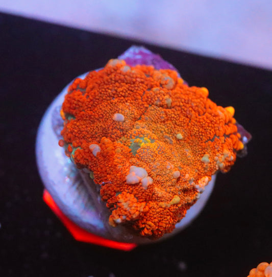 Bouncing Forest Fire Mushroom