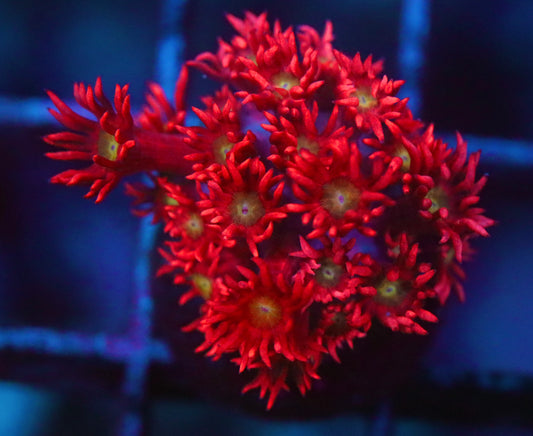 ASD Flaming Phoenix Goni