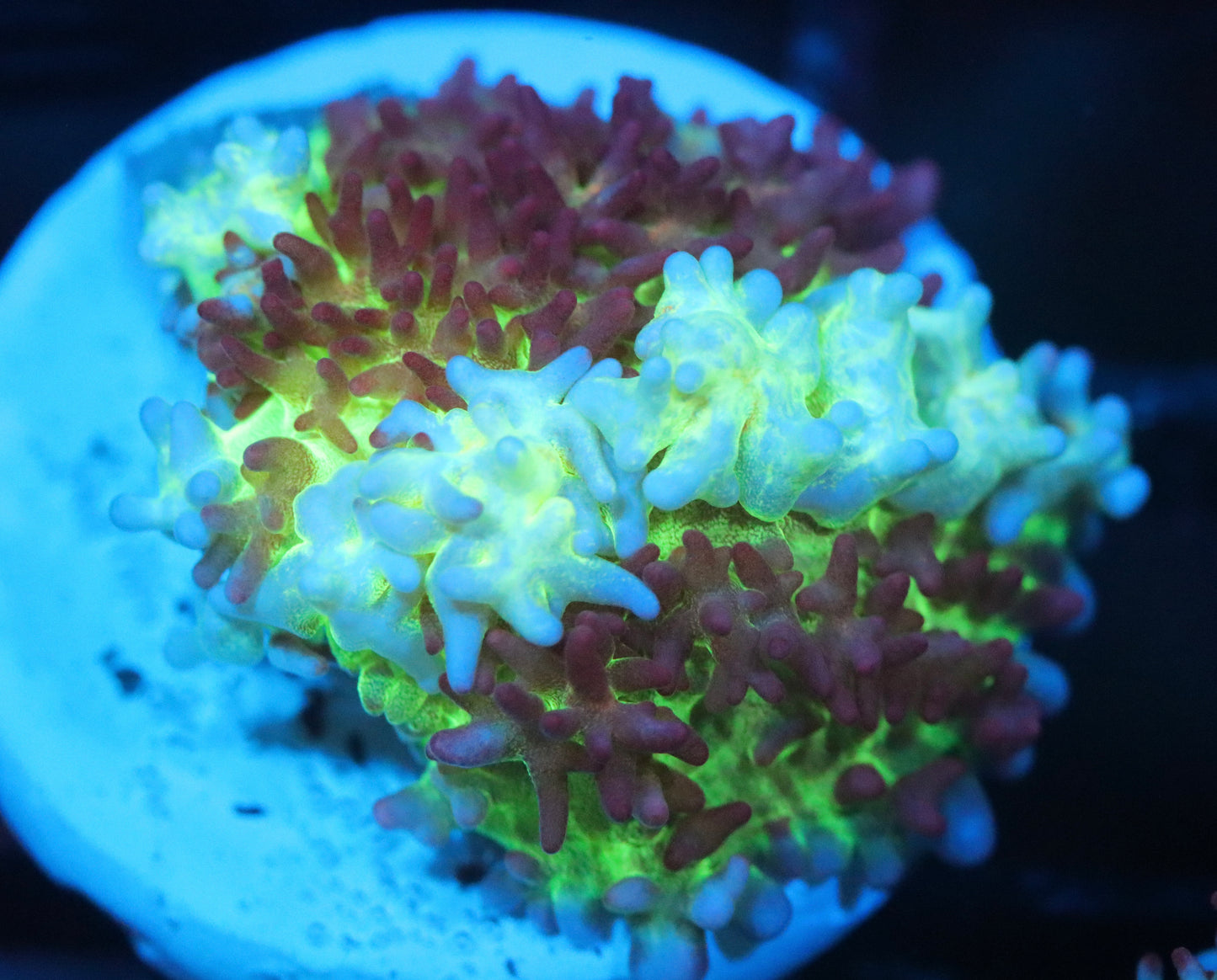 ERA Flash Bounce Mushroom