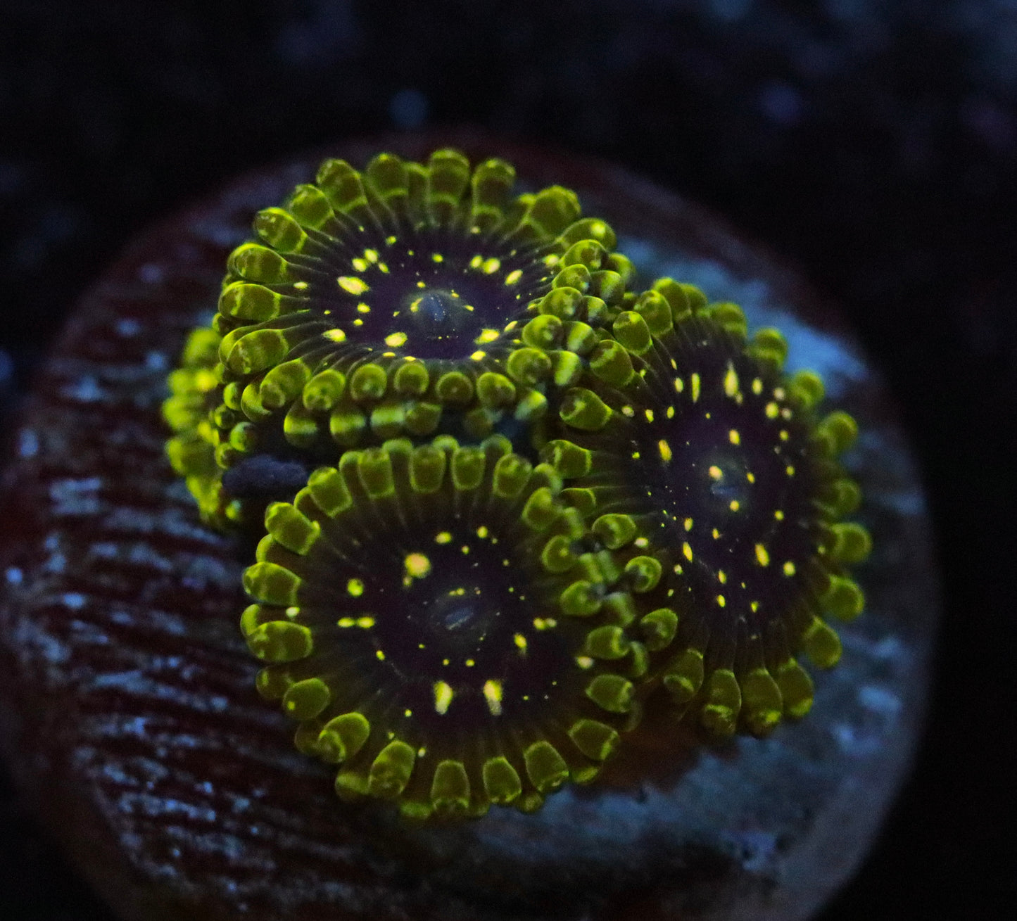 EXOSPHERE ZOA