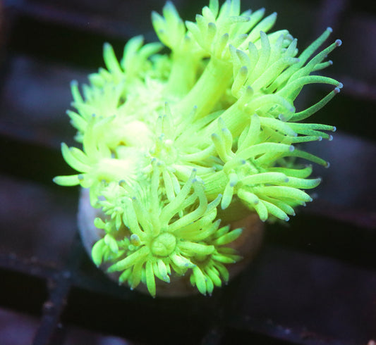Neon Highlighter Goni