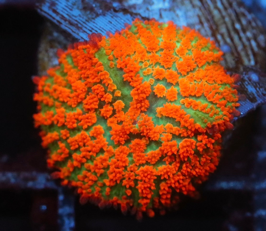 Forest Fire Mushroom
