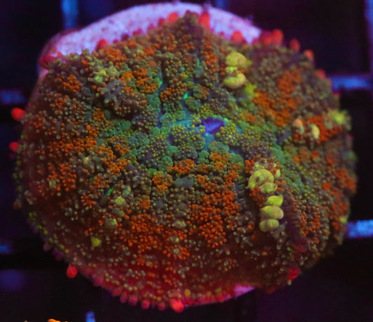 OT7 Rainbow Bounce Mushroom