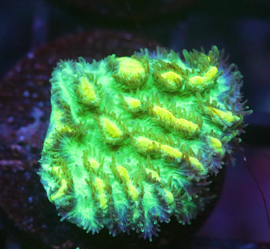 JF Fox Limelight Hydnophora