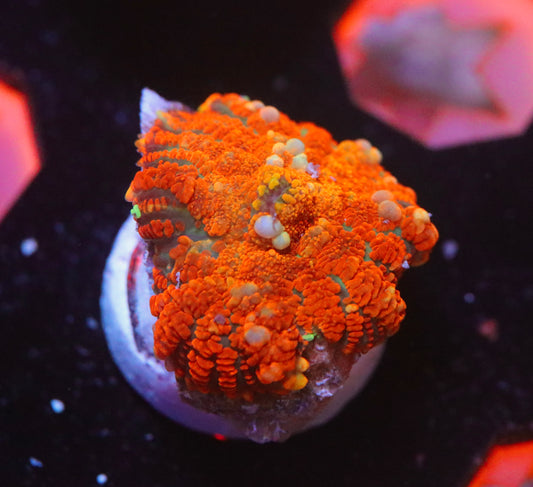 Bouncing Forest Fire Mushroom