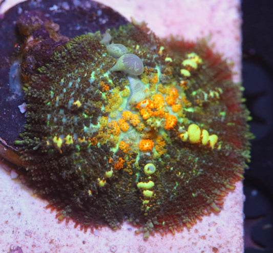 Tck Powerball Bounce Mushroom
