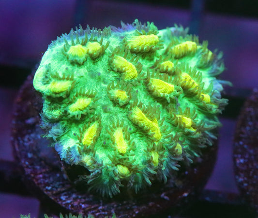 JF Fox Limelight Hydnophora