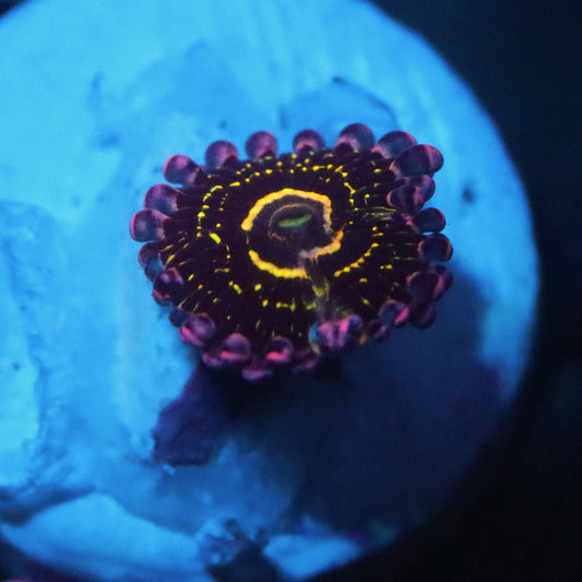 OG Stratosphere Zoa