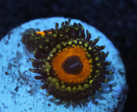 THE GODBEAST ZOA