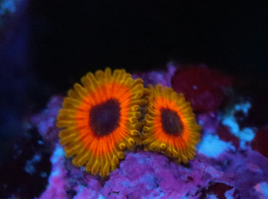 Great Owl Zoa