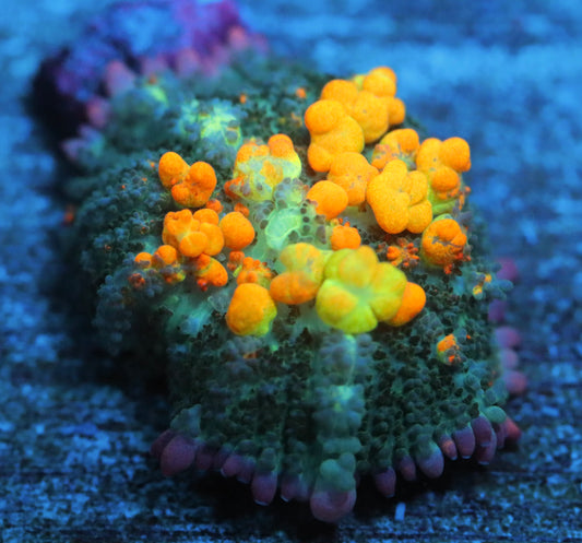 WWC Og Bounce Mushroom