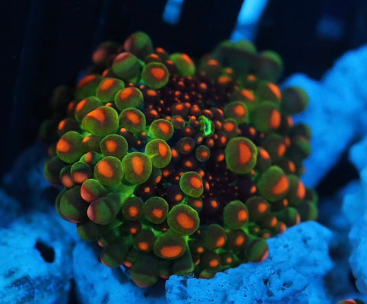 OG Godzilla Bounce Mushroom