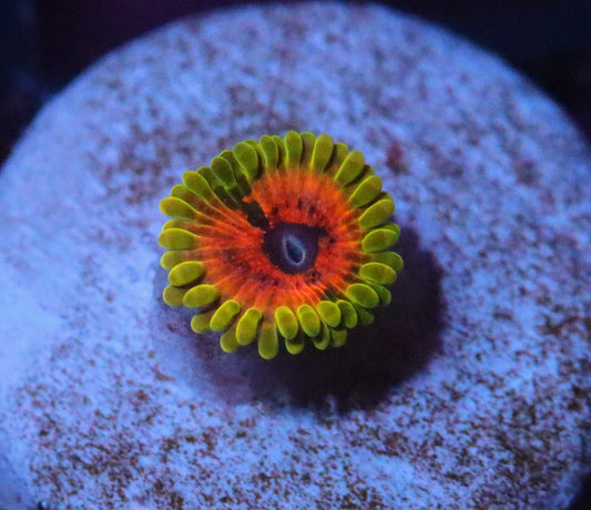 Hallucination Zoa