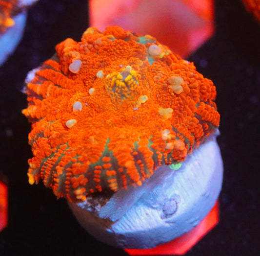 Bouncing Forest Fire Mushroom