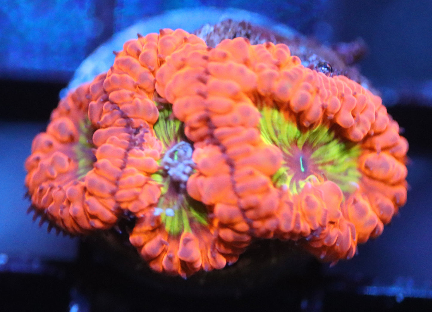 Uc OG Ironman Blasto