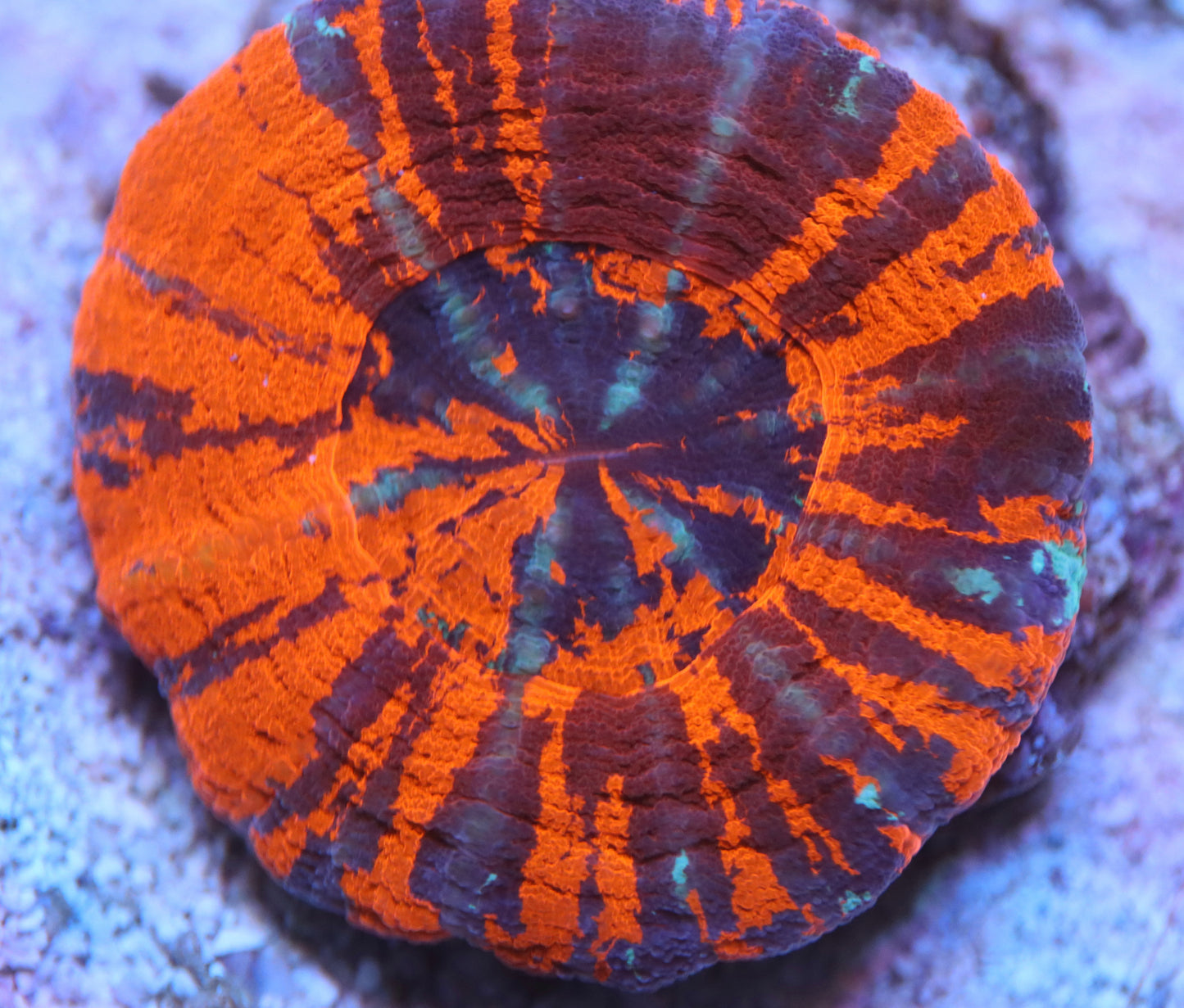 Ultimate war paint scoly