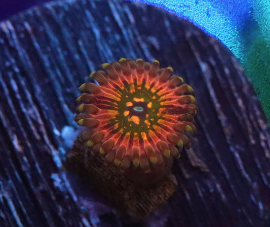 Monster INN Zoa