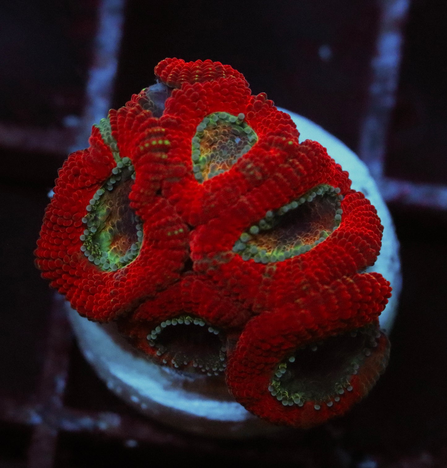 ruby red micromussa