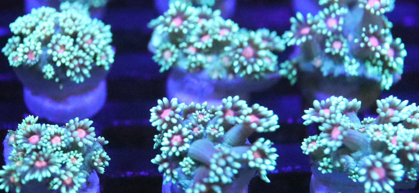 ERA Neon Daisy Heart Goni