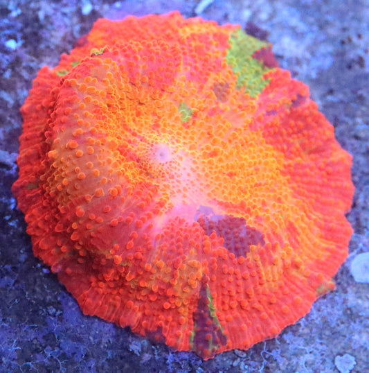 ERA Purple Monster Jawbreaker Mushroom