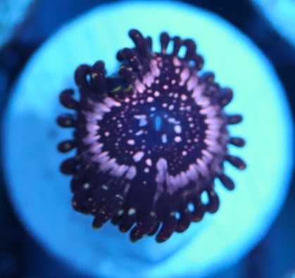 wwc taser zoa