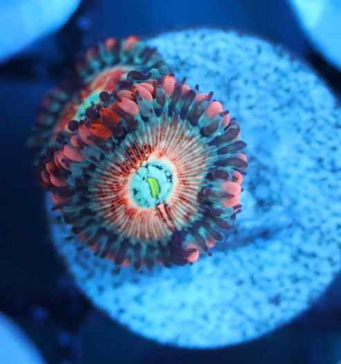white zombie zoa