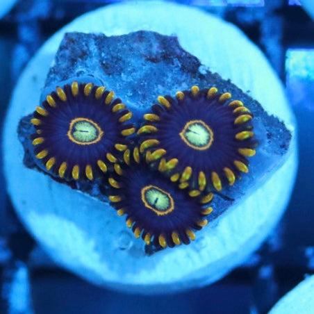 blue hornet zoa